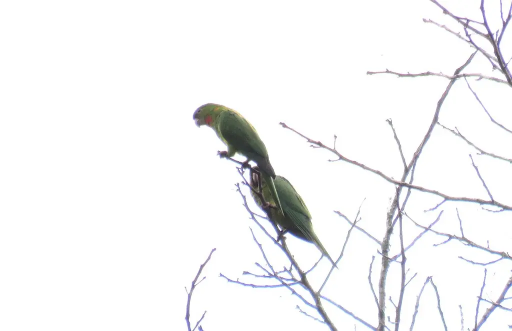 尼加拉瓜绿鹦哥(Psittacara strenuus)
