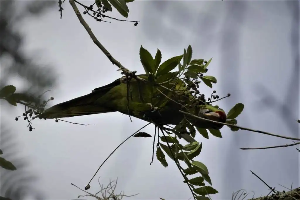 红额鹦哥（Psittacara wagleri）