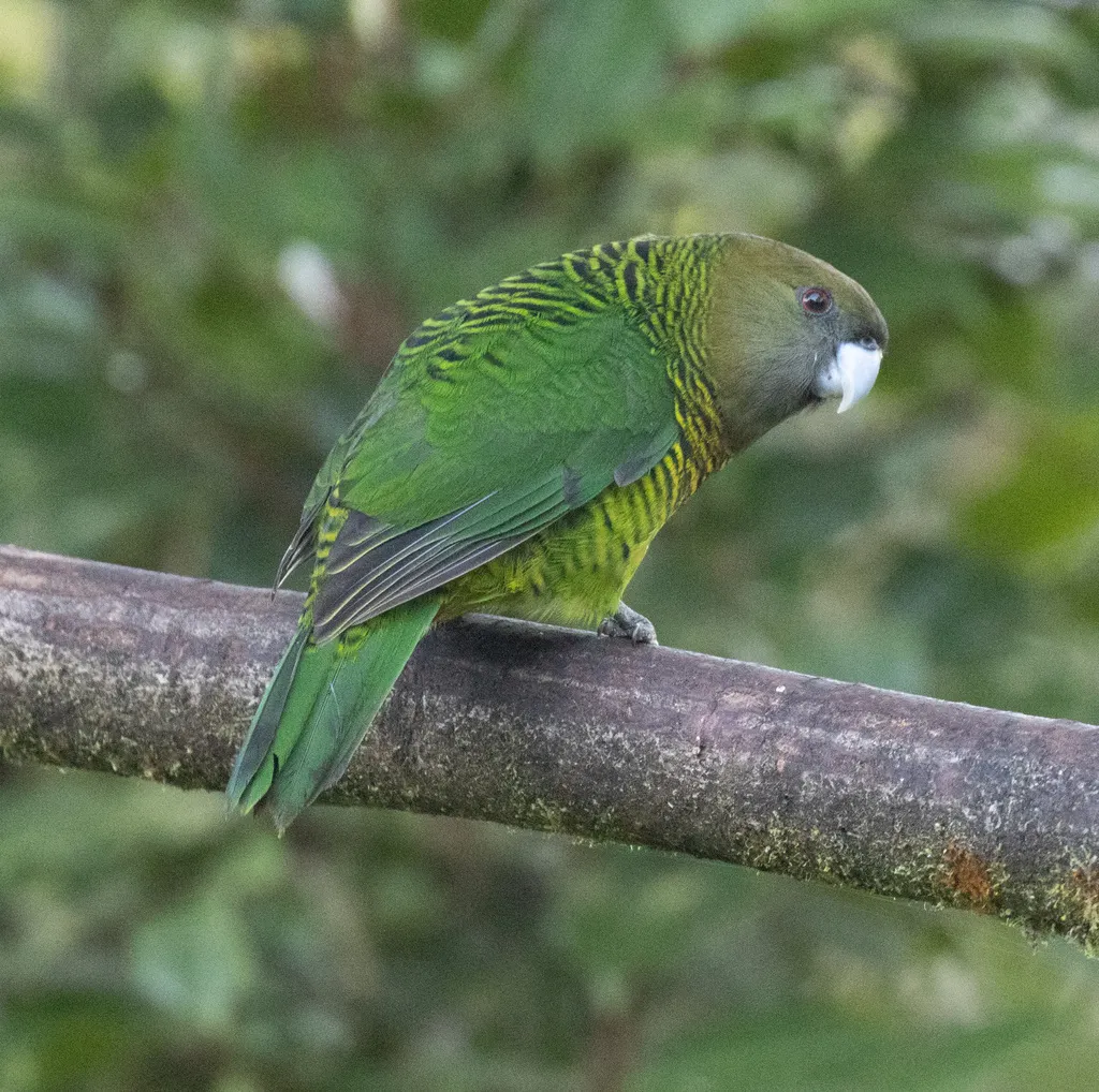 布氏鹦鹉(Psittacella brehmii)