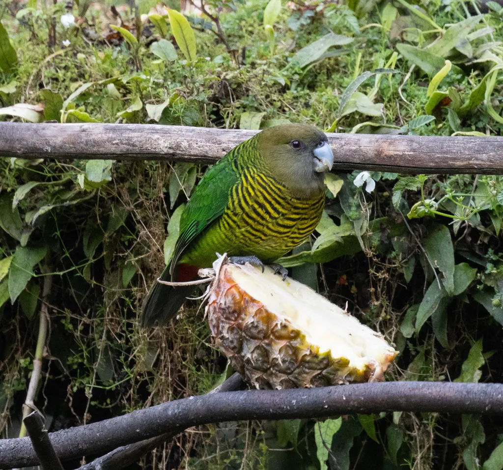 布氏鹦鹉(Psittacella brehmii)