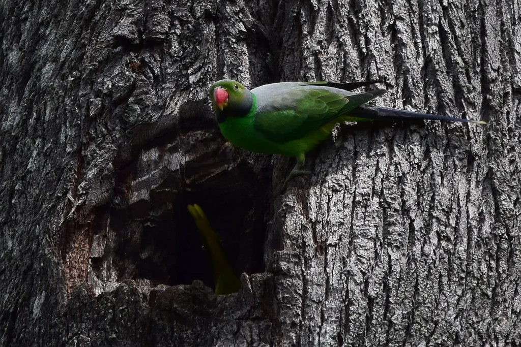 艳绿领鹦鹉(Psittacula calthrapae)