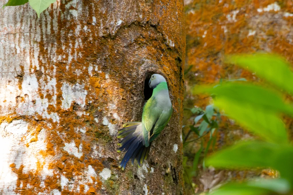 艳绿领鹦鹉(Psittacula calthrapae)