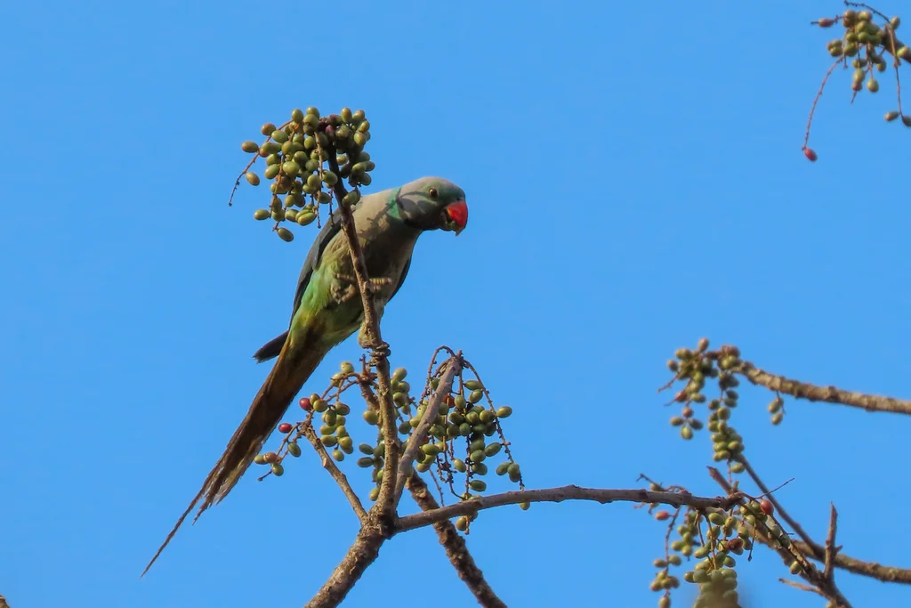 马拉巴鹦鹉（Psittacula columboides）