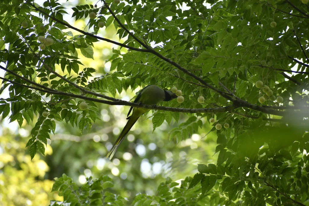 马拉巴鹦鹉（Psittacula columboides）