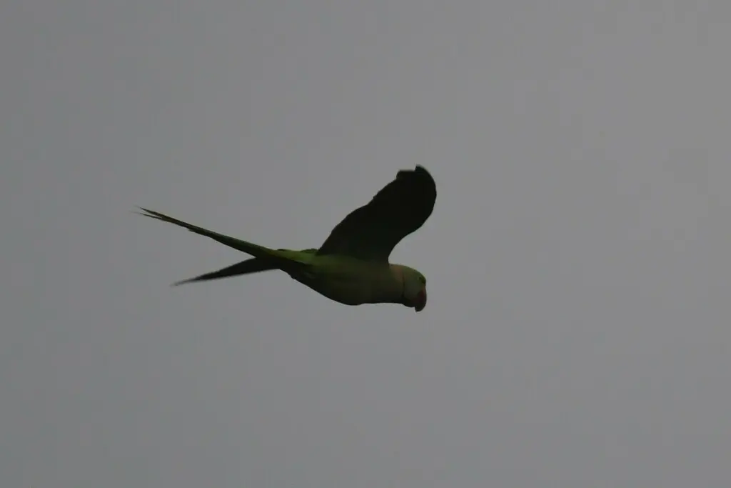 亚历山大鹦鹉(Psittacula eupatria)