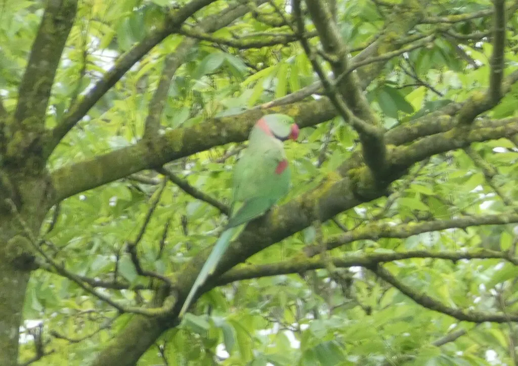 亚历山大鹦鹉(Psittacula eupatria)