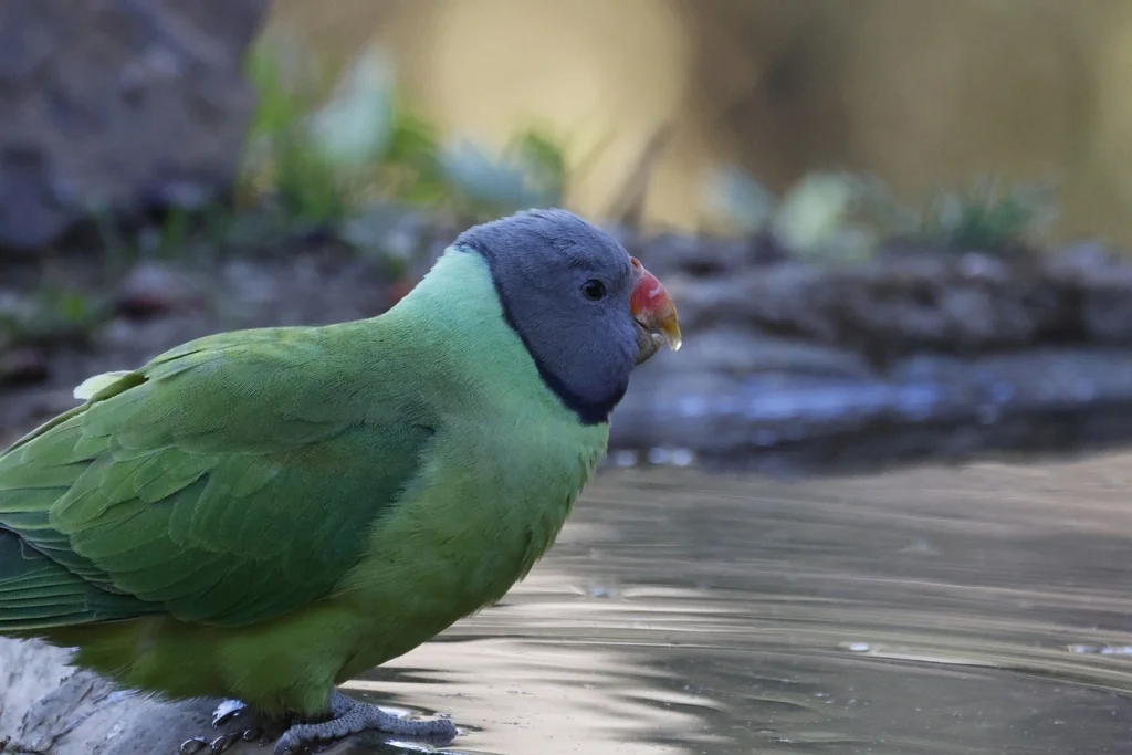 青头鹦鹉(Psittacula himalayana)