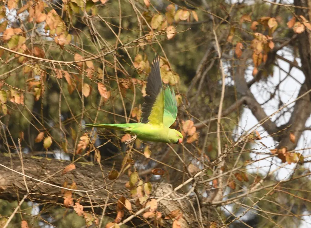 红领绿鹦鹉(Psittacula krameri)