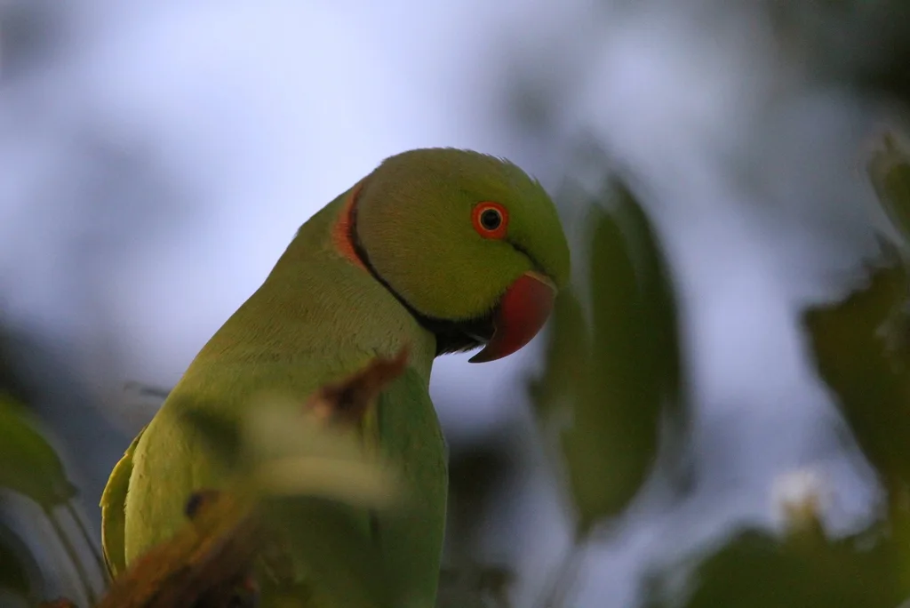 红领绿鹦鹉(Psittacula krameri)