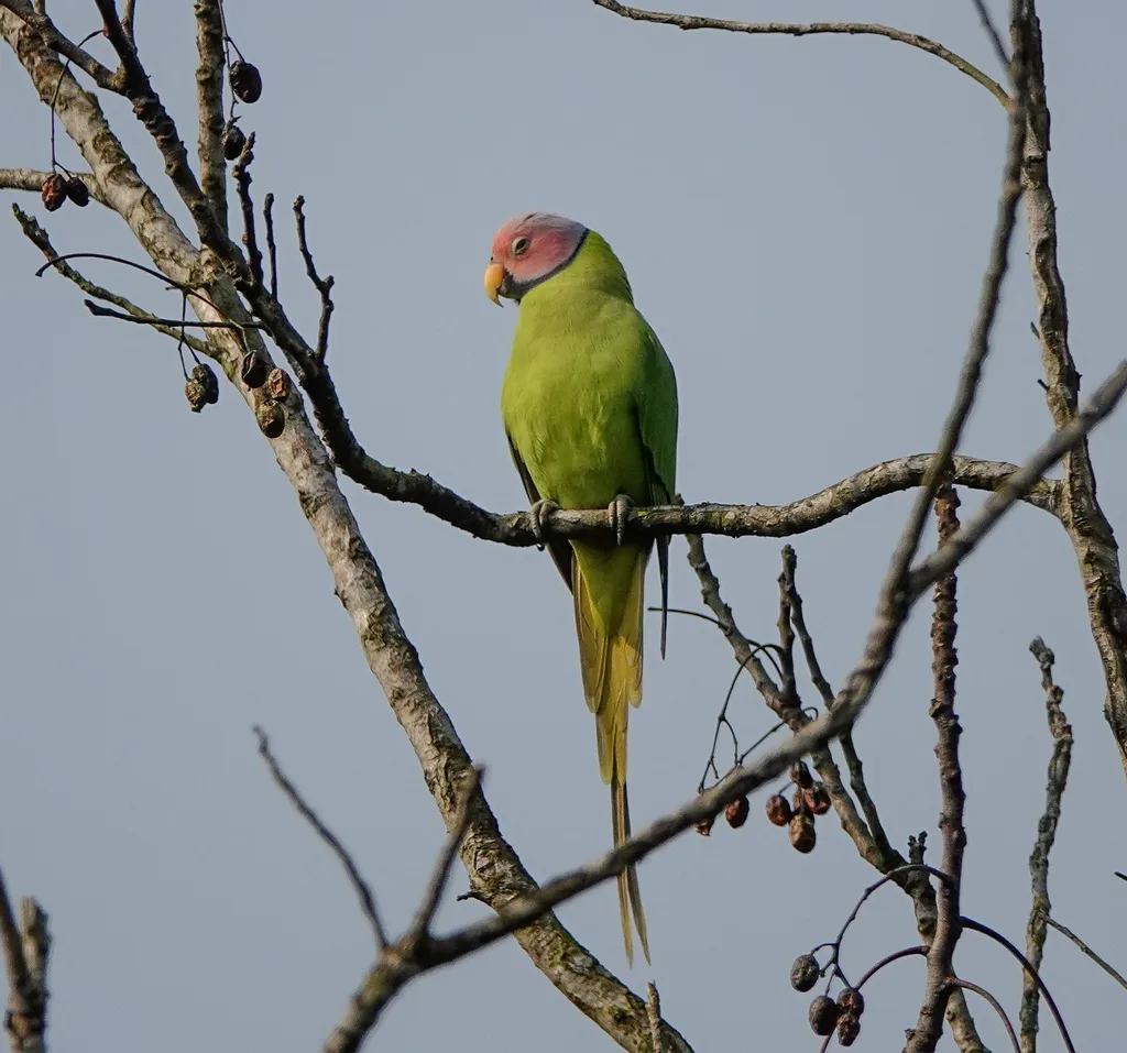 花头鹦鹉(Psittacula roseata)