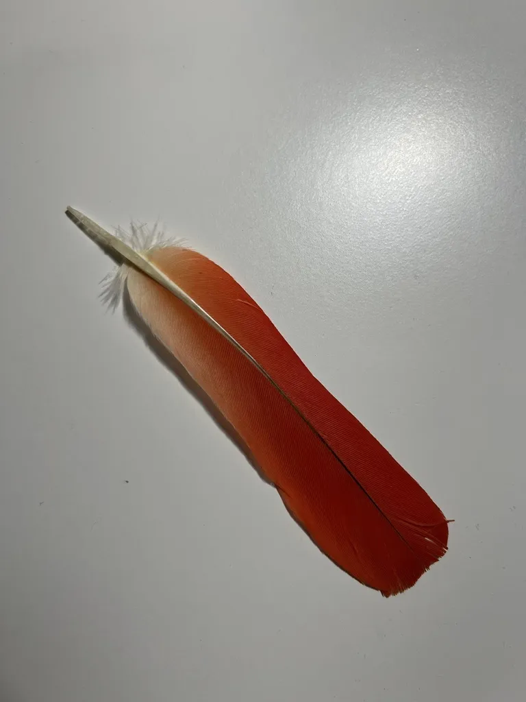 非洲灰鹦鹉(Psittacus erithacus)