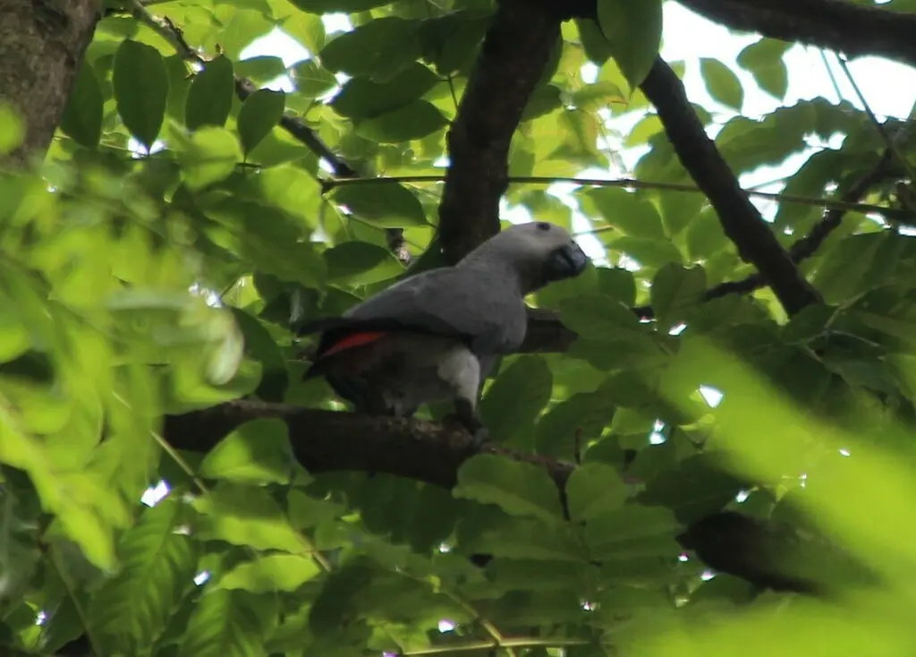 非洲灰鹦鹉(Psittacus erithacus)