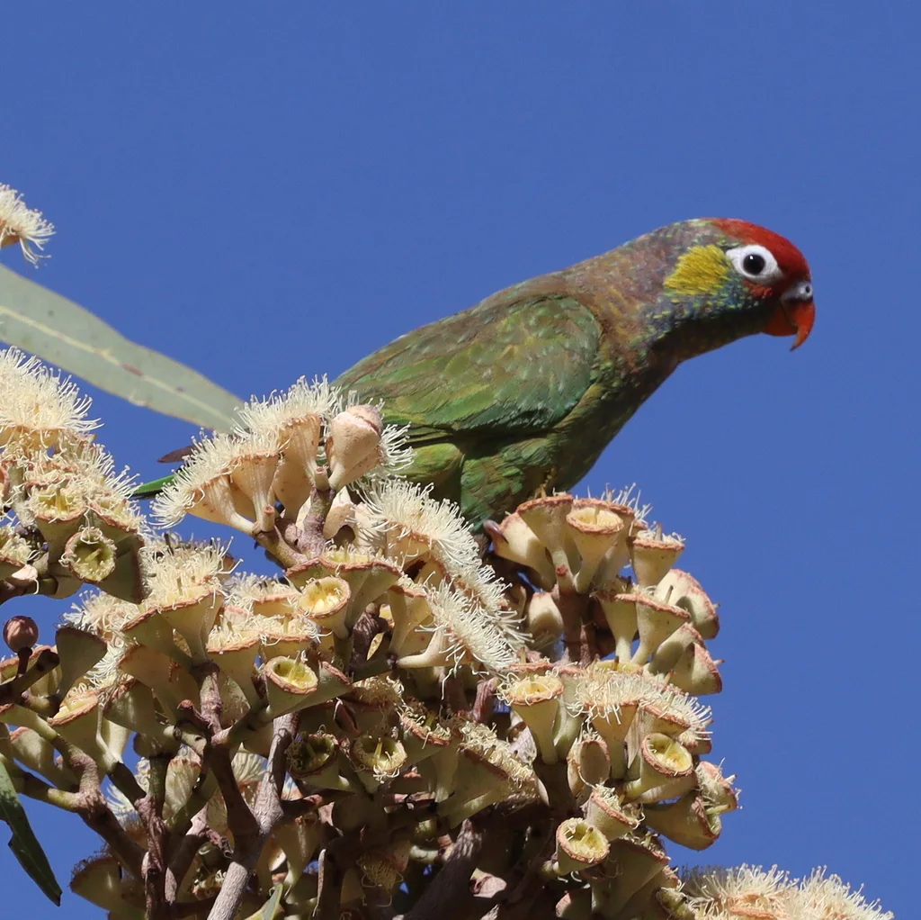 丽色鹦鹉(Psitteuteles versicolor)