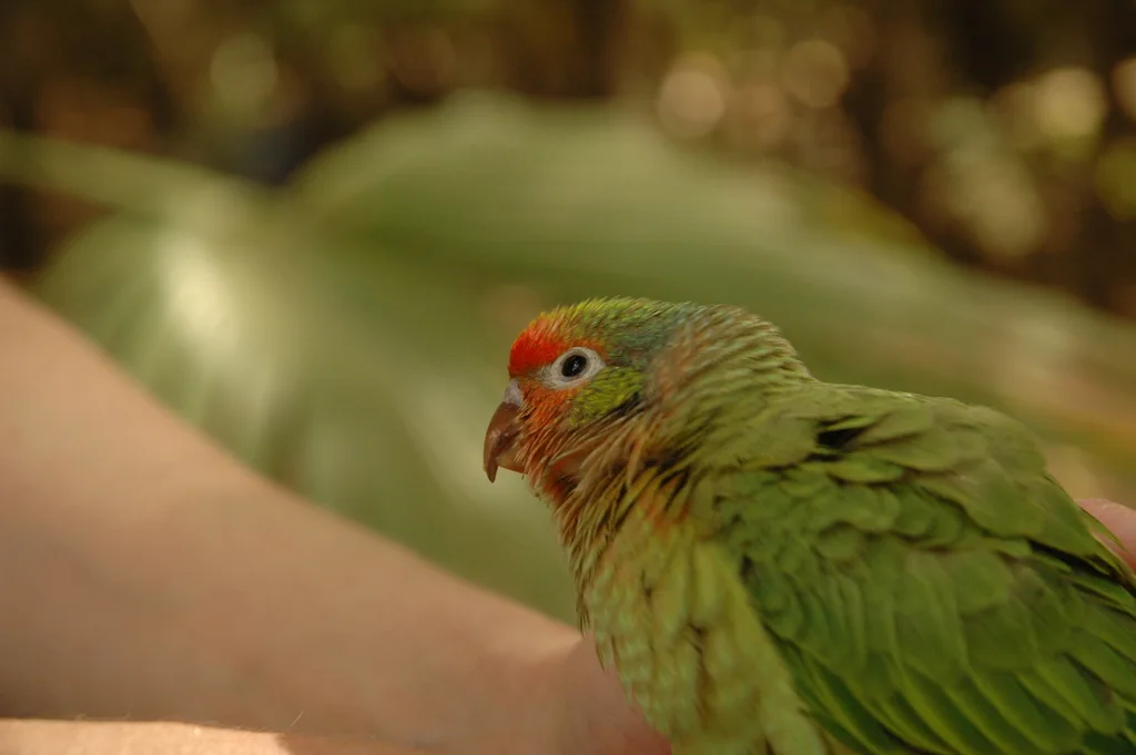 丽色鹦鹉(Psitteuteles versicolor)