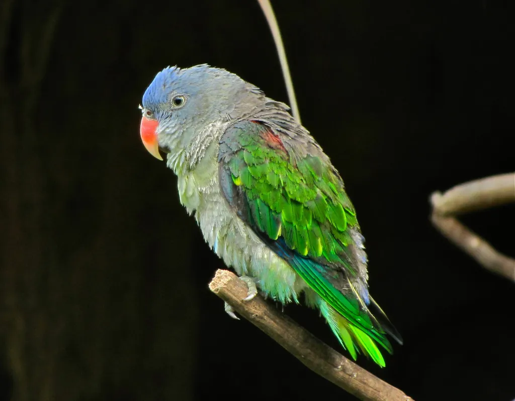蓝腰鹦鹉(Psittinus cyanurus)
