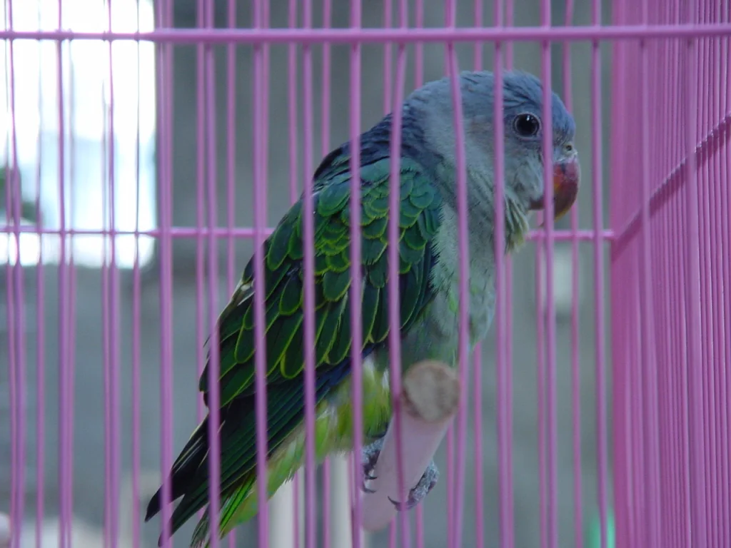 蓝腰鹦鹉(Psittinus cyanurus)