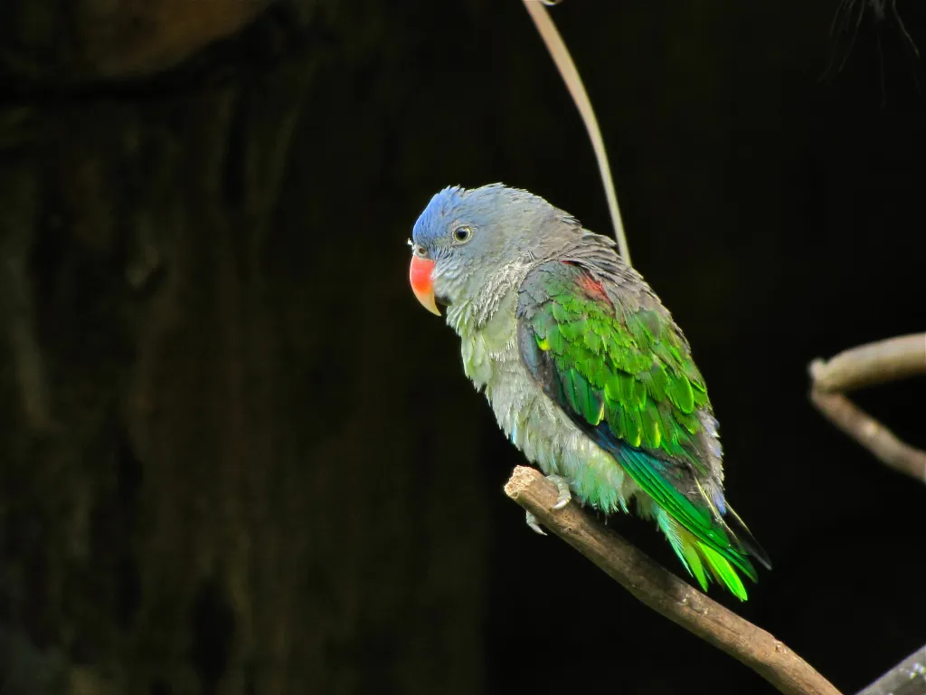 蓝腰鹦鹉(Psittinus cyanurus)