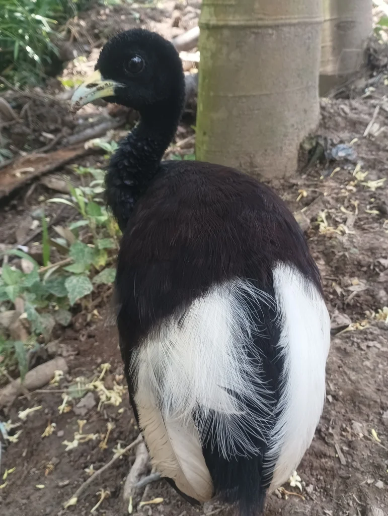 白翅喇叭声鹤（Psophia leucoptera）