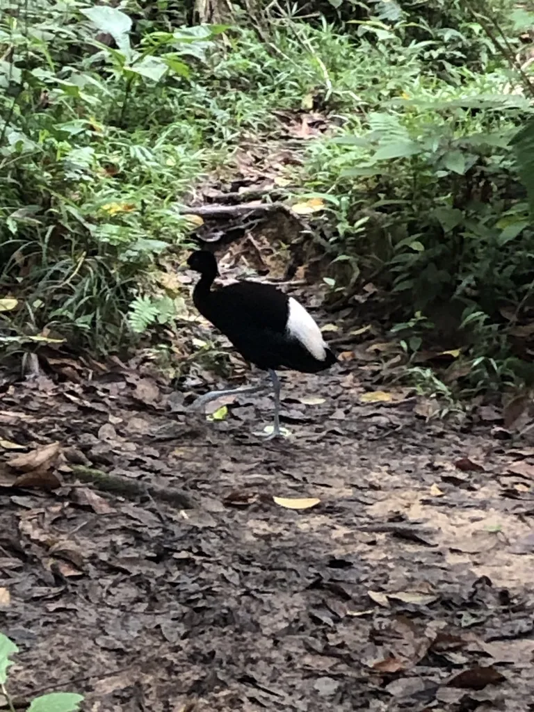 白翅喇叭声鹤（Psophia leucoptera）
