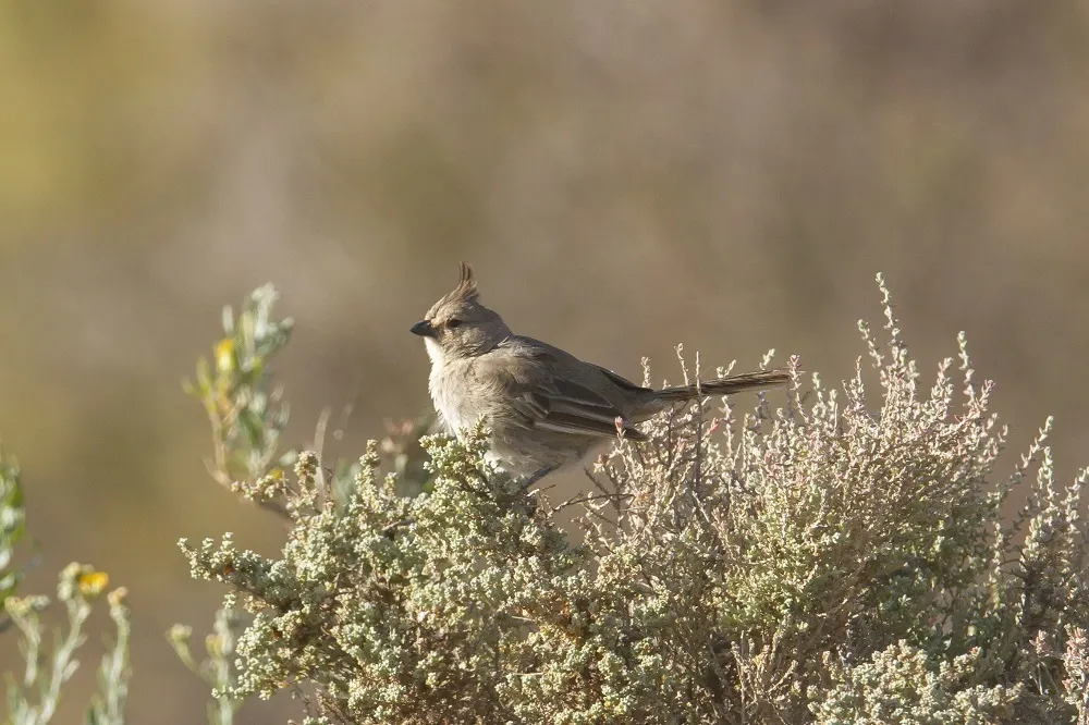 东啸冠鸫(Psophodes cristatus)