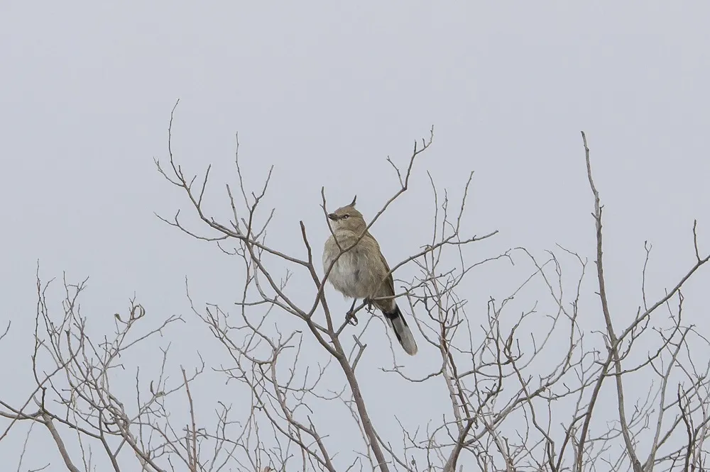 东啸冠鸫(Psophodes cristatus)