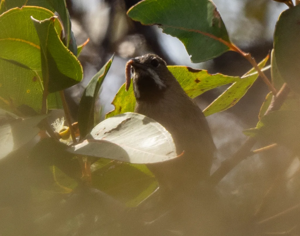 黑喉啸冠鸫(Psophodes nigrogularis)