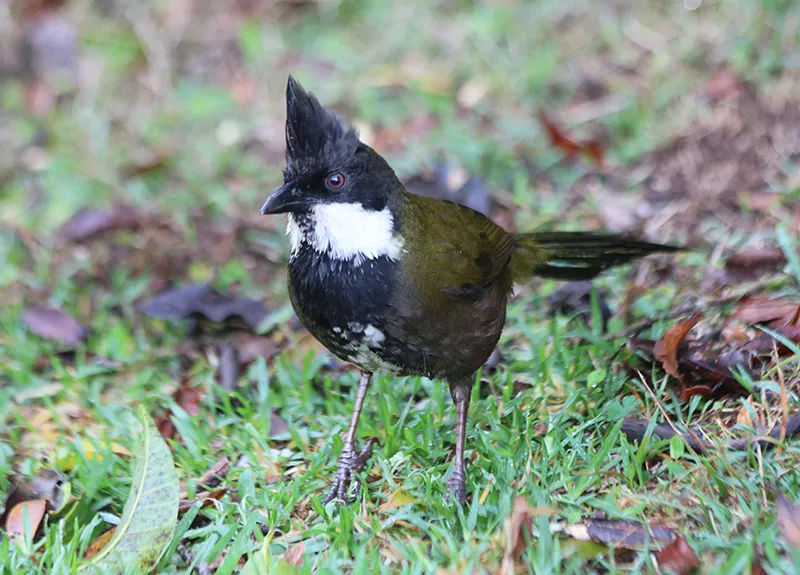 绿啸冠鸫(Psophodes olivaceus)