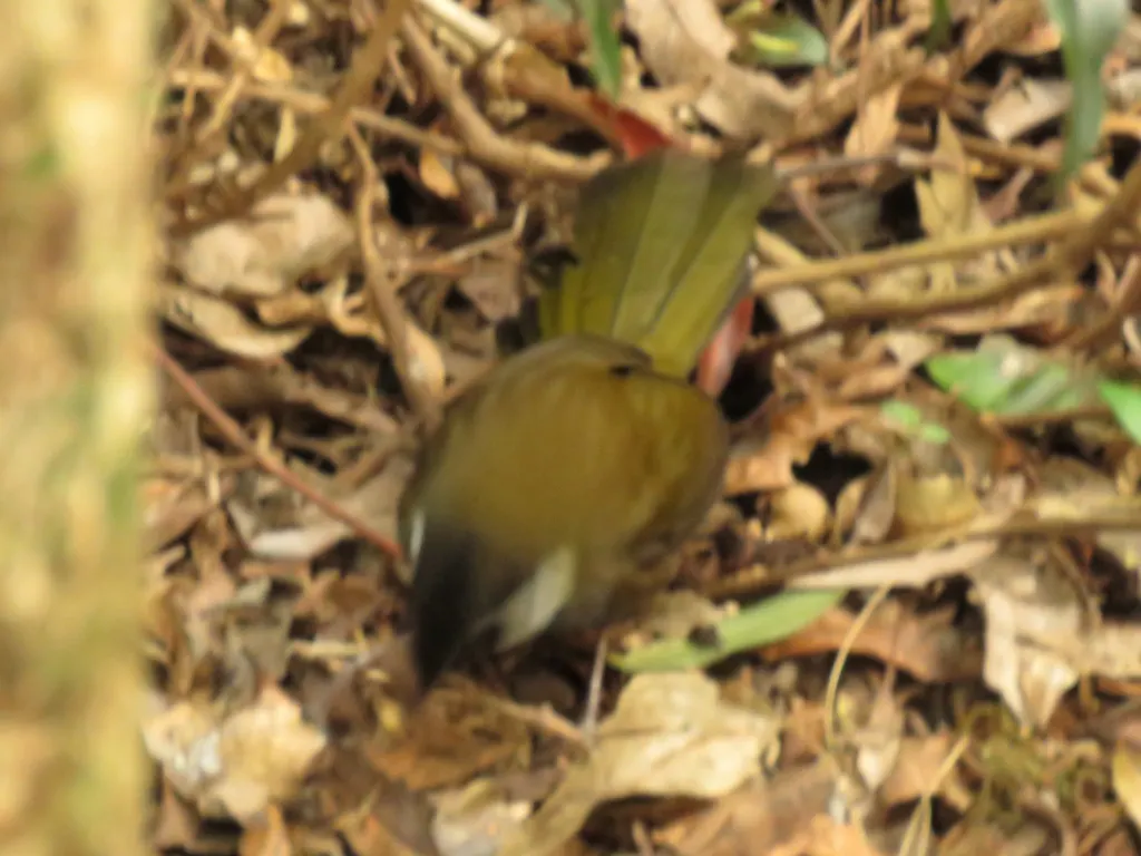 绿啸冠鸫(Psophodes olivaceus)