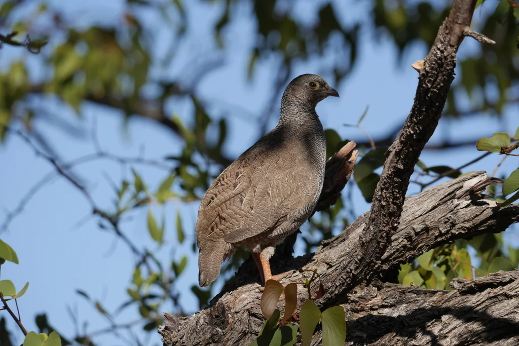 红嘴鹧鸪(Pternistis adspersus)