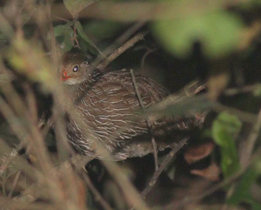 褐顶鹧鸪(Pternistis ahantensis)