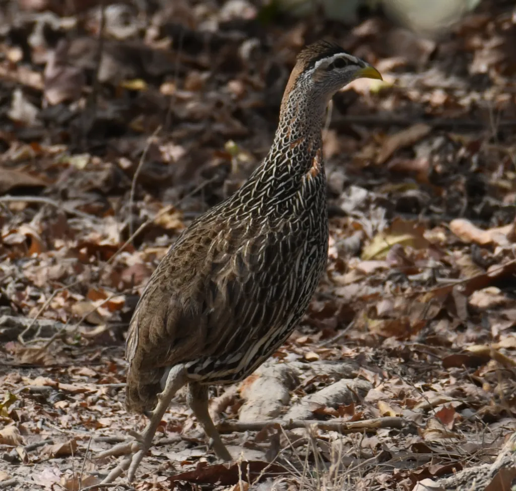 双距鹧鸪(Pternistis bicalcaratus)
