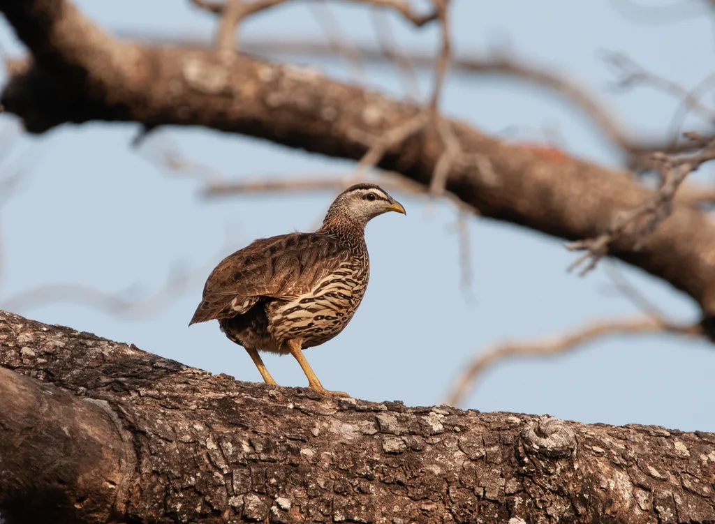 双距鹧鸪(Pternistis bicalcaratus)