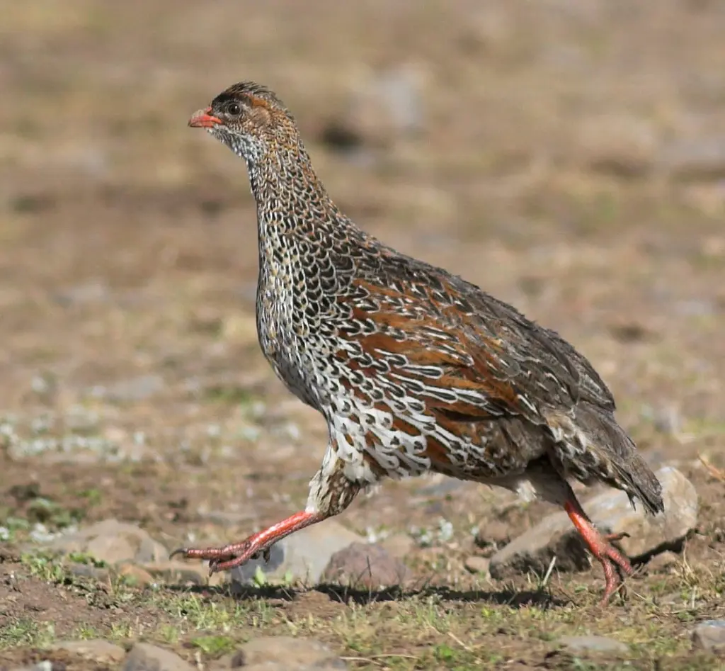 栗枕鹧鸪(Pternistis castaneicollis)