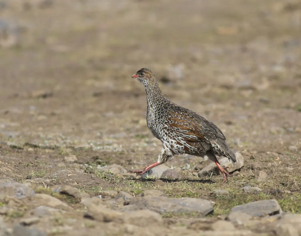 栗枕鹧鸪(Pternistis castaneicollis)