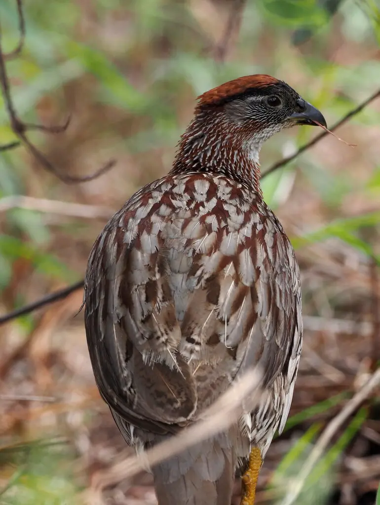 棕顶鹧鸪(Pternistis erckelii)
