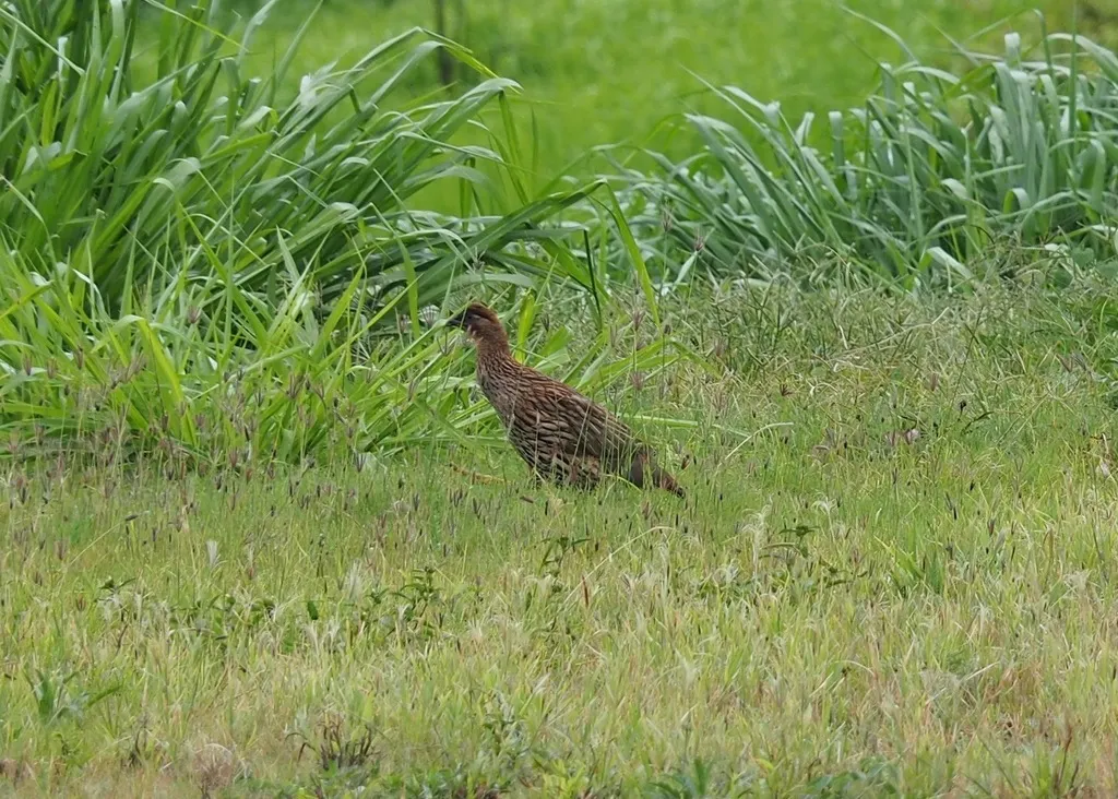 棕顶鹧鸪(Pternistis erckelii)