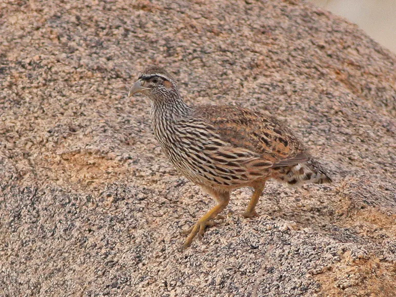 哈氏鹧鸪（Pternistis hartlaubi）