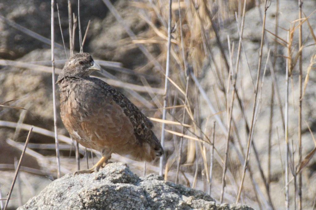 哈氏鹧鸪（Pternistis hartlaubi）