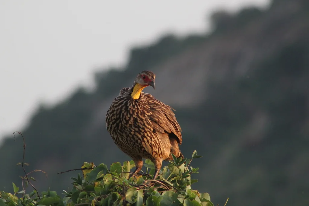 黄颈鹧鸪(Pternistis leucoscepus)