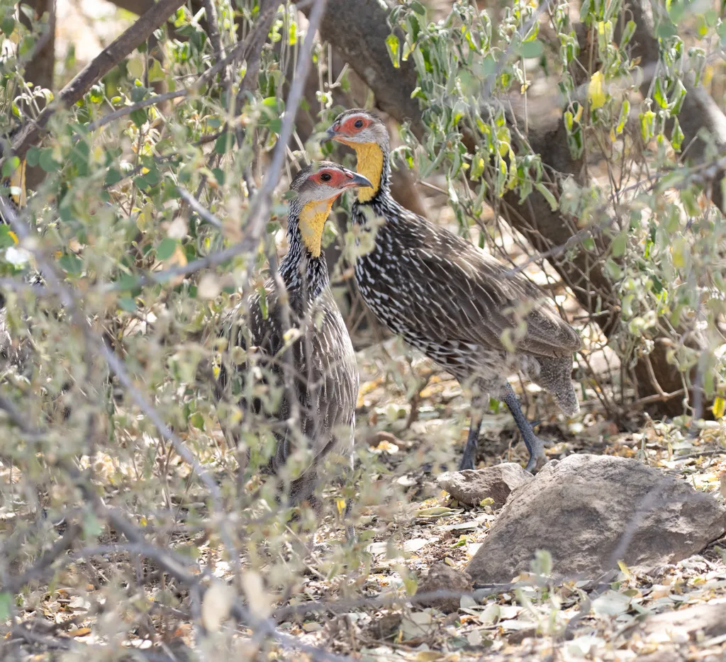 黄颈鹧鸪(Pternistis leucoscepus)