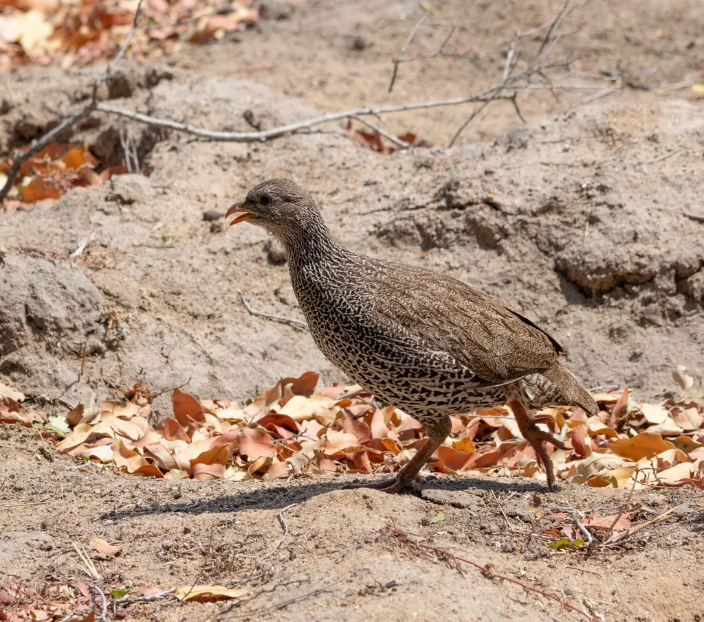 纳塔尔鹧鸪(Pternistis natalensis)
