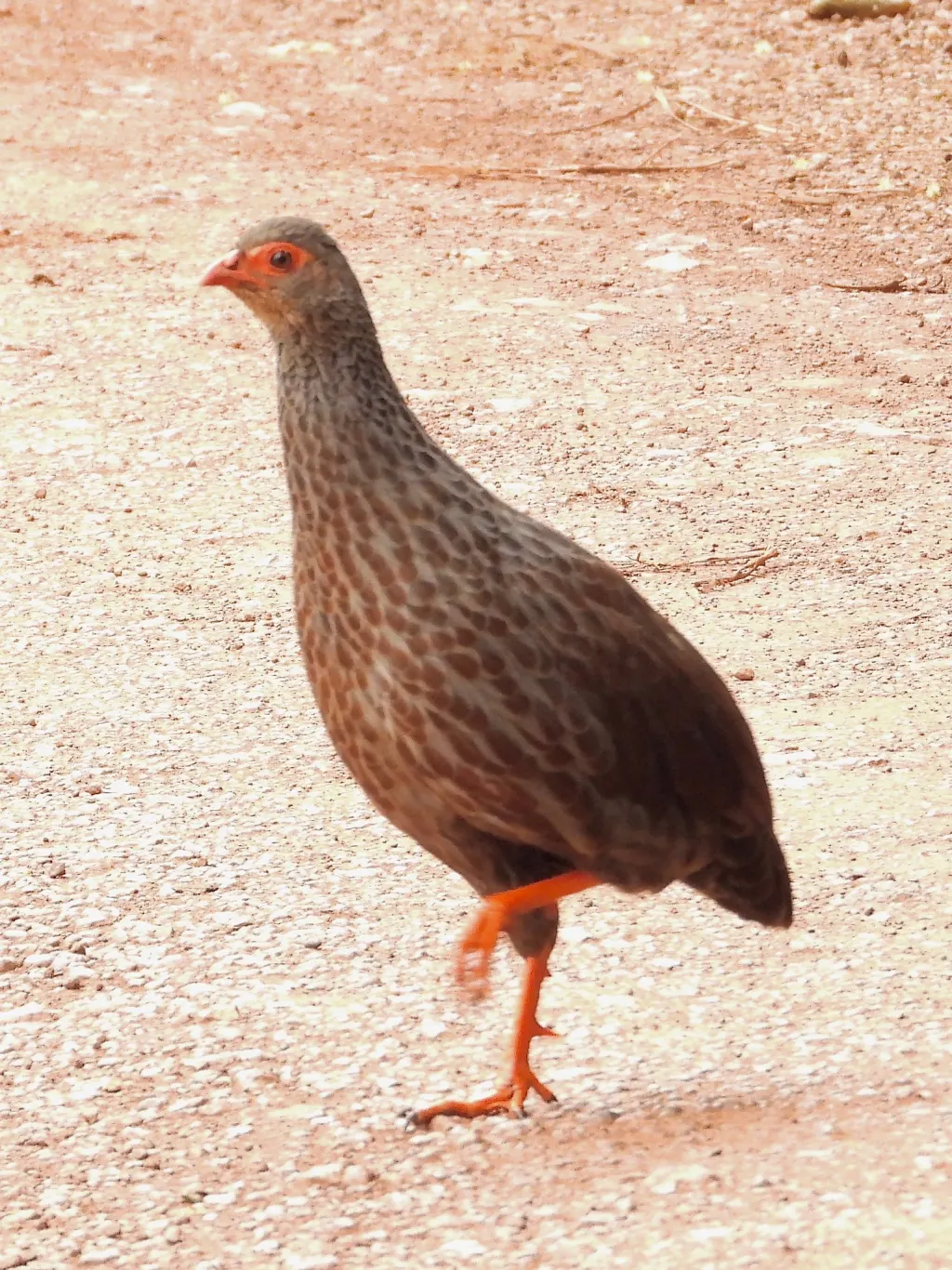 艳鹧鸪(Pternistis nobilis)