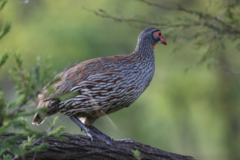 彩鹧鸪(Pternistis rufopictus)
