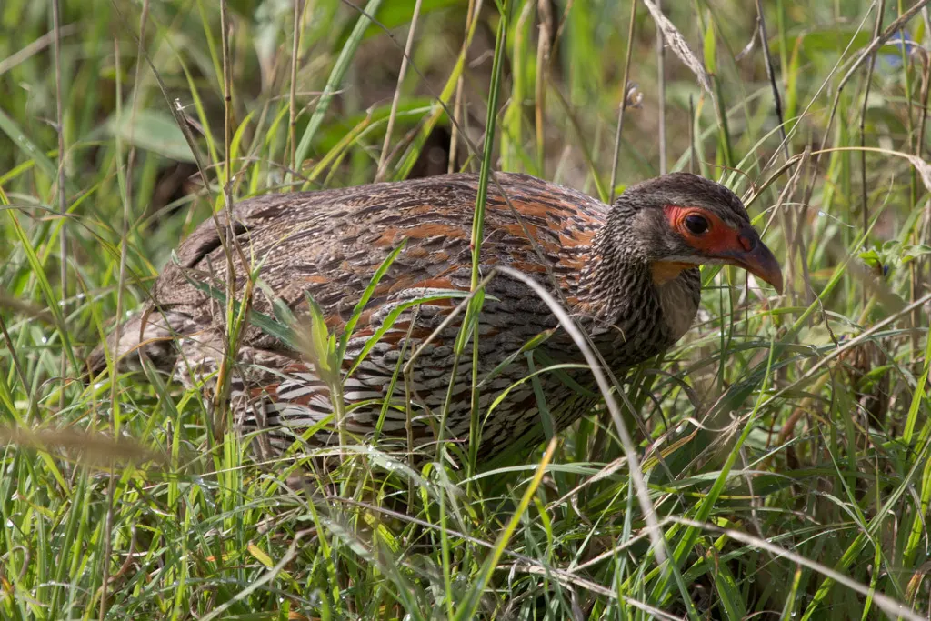 彩鹧鸪(Pternistis rufopictus)
