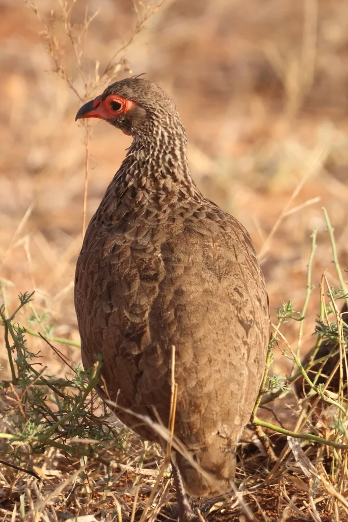 斯氏鹧鸪(Pternistis swainsonii)