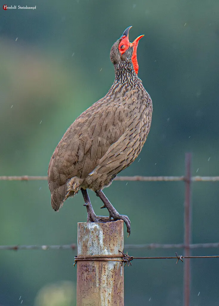 斯氏鹧鸪(Pternistis swainsonii)