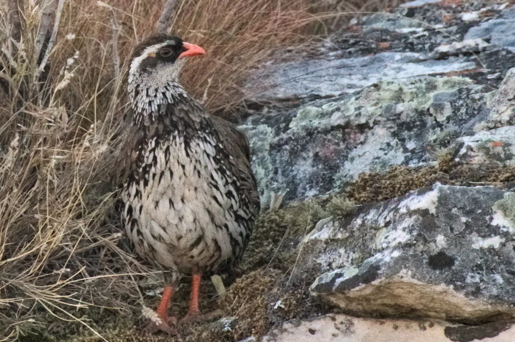 斯维氏鹧鸪(Pternistis swierstrai)