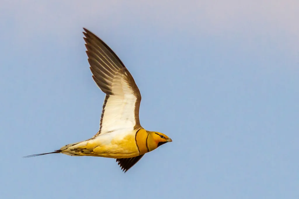 白腹沙鸡(Pterocles alchata)