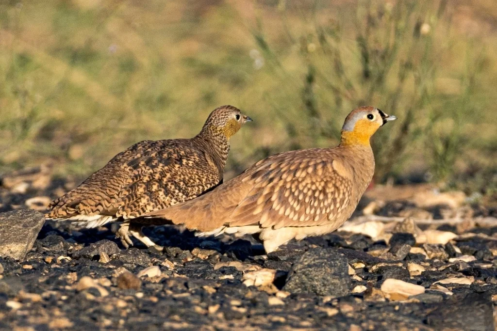 花头沙鸡(Pterocles coronatus)
