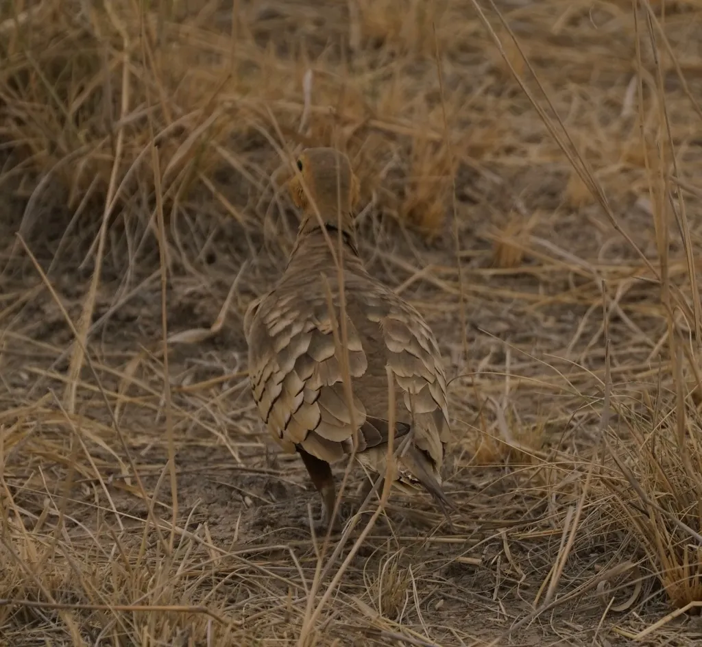 栗腹沙鸡(Pterocles exustus)